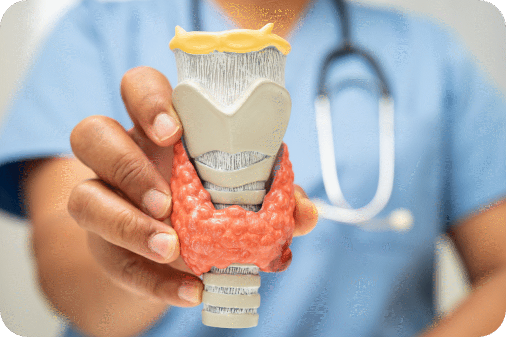 Close-up das mãos de um profissional de saúde, focado no modelo anatômico que mostra a traqueia/laringe (cinza e amarelo) com a glândula tireoide em formato de borboleta (vermelho) acoplada. Estetoscópio e uniforme azul desfocados ao fundo.