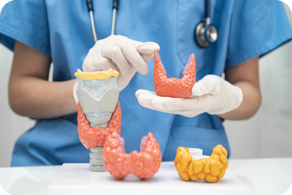 Close-up das mãos enluvadas de um médico ou enfermeiro, que seguram e apontam para três modelos da glândula tireoide: um modelo completo da laringe/traqueia com a tireoide e dois modelos soltos, um normal (vermelho) e um possivelmente bocioso (amarelo na base).